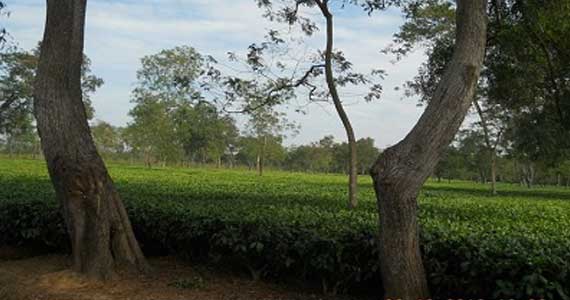 The tea gardens are one of the most beautiful sites on earth. Nothing can beat them in beauty, the dark green of the tea plants imparts them a unique colour and beauty.