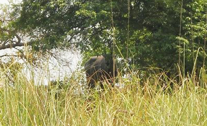 Hastinapur wildlife sanctuary has both wetlands as well as forested areas. It is a breat place for migratory birds. Here a Bluebull looks back at us.